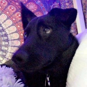 Meet your Posher, Serenity